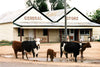 Cow Photo Cards by S Moore Jarman