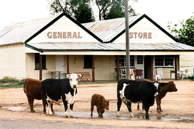 Cow Photo Cards by S Moore Jarman