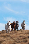 Horse Photo Cards by S Moore Jarman