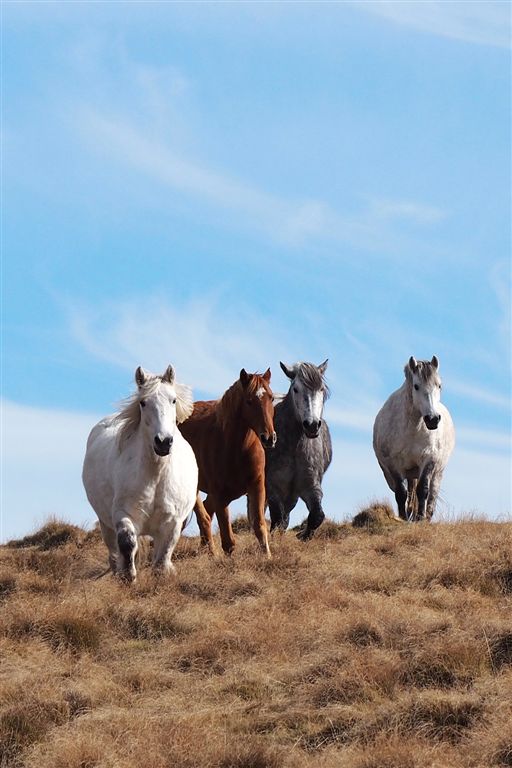 Horse Photo Cards by S Moore Jarman
