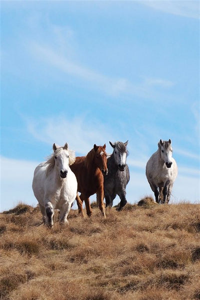 Horse Photo Cards by S Moore Jarman