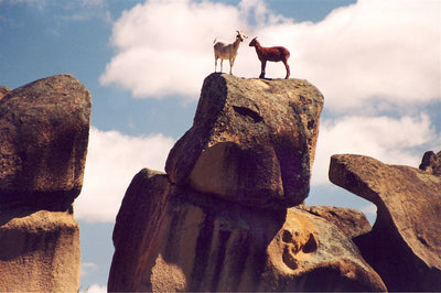 Photo Cards by Local Photographer Susan Jarman
