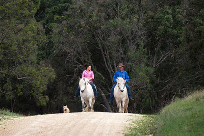 Horse Photo Cards by S Moore Jarman