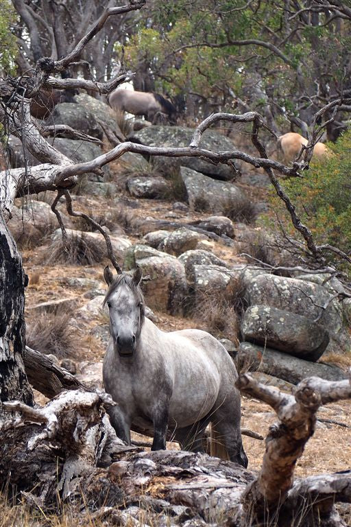 Horse Photo Cards by S Moore Jarman