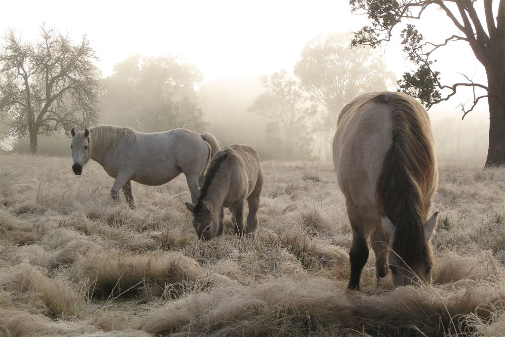 Horse Photo Cards by S Moore Jarman