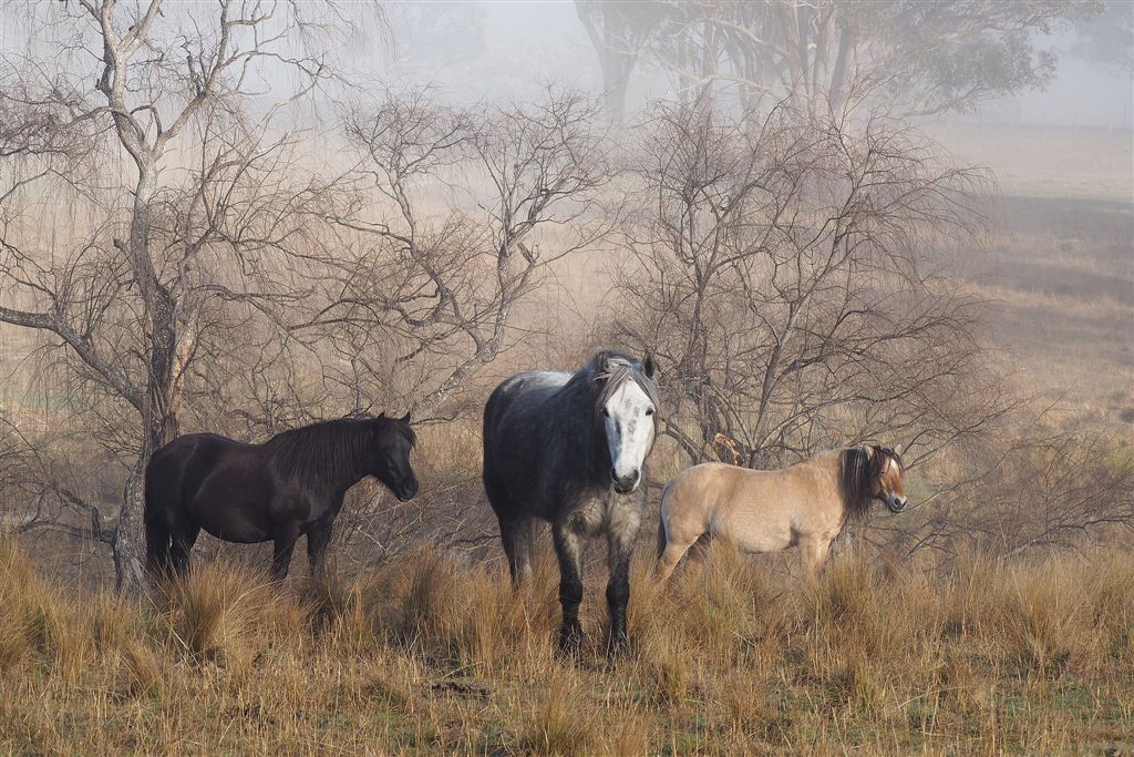 Horse Photo Cards by S Moore Jarman