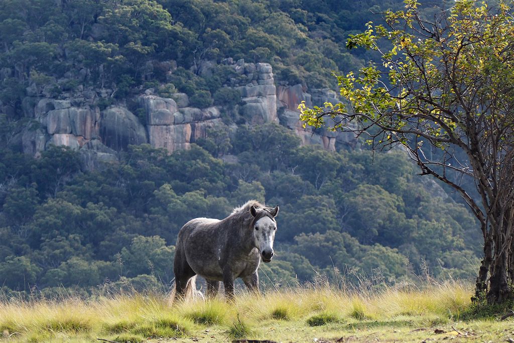 Horse Photo Cards by S Moore Jarman