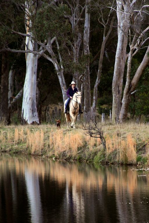 Horse Photo Cards by S Moore Jarman