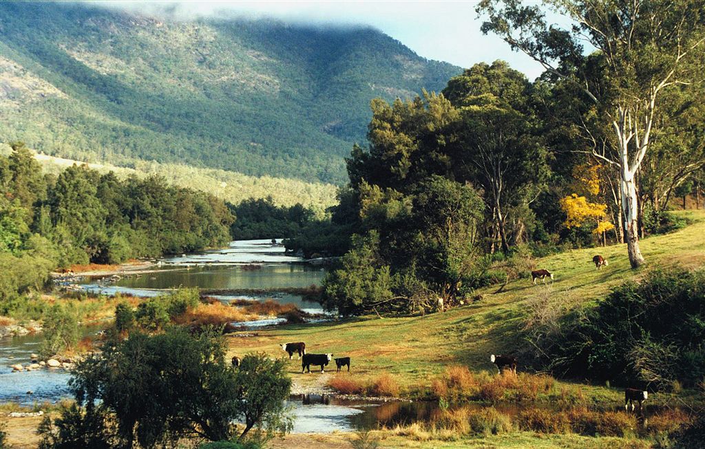 Cow Photo Cards by S Moore Jarman