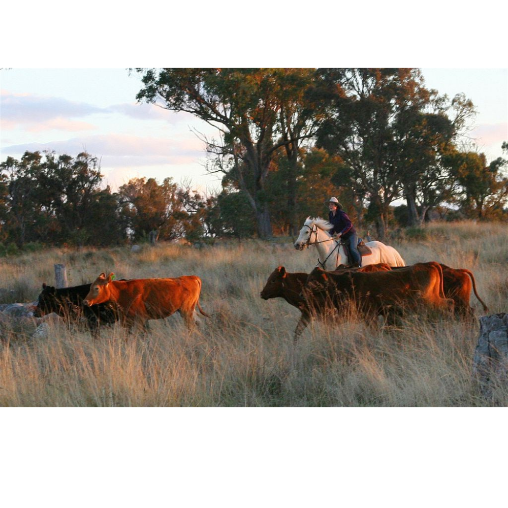 Horse Photo Cards by S Moore Jarman
