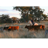 Cow Photo Cards by S Moore Jarman
