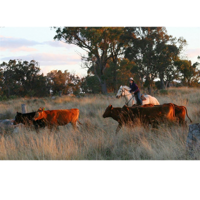 Cow Photo Cards by S Moore Jarman