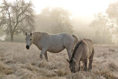 Horse Photo Cards by S Moore Jarman