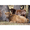 Cow Photo Cards by S Moore Jarman