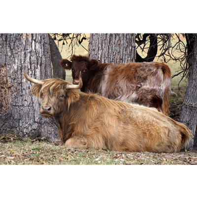 Cow Photo Cards by S Moore Jarman