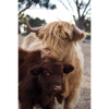 Cow Photo Cards by S Moore Jarman
