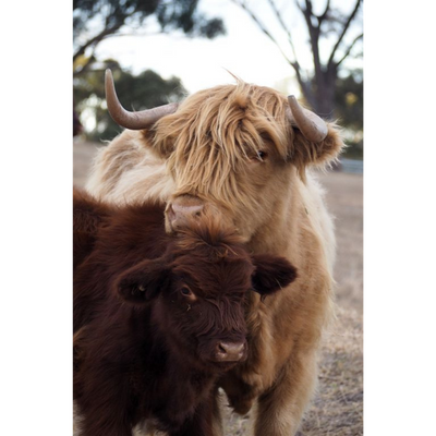 Cow Photo Cards by S Moore Jarman