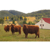 Cow Photo Cards by S Moore Jarman