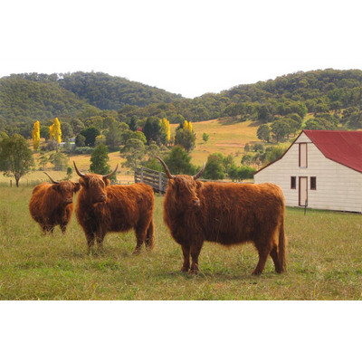 Cow Photo Cards by S Moore Jarman