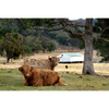Cow Photo Cards by S Moore Jarman