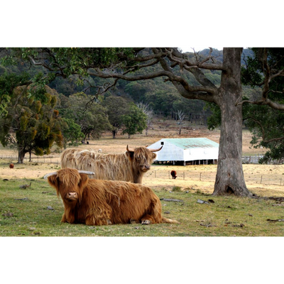 Cow Photo Cards by S Moore Jarman