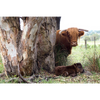 Cow Photo Cards by S Moore Jarman