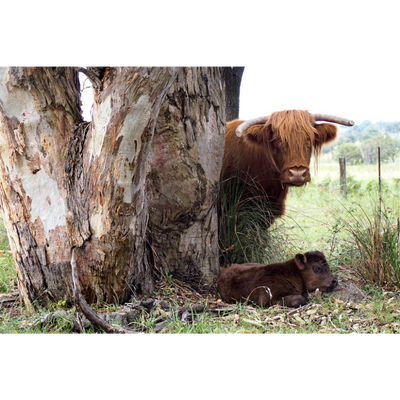Cow Photo Cards by S Moore Jarman