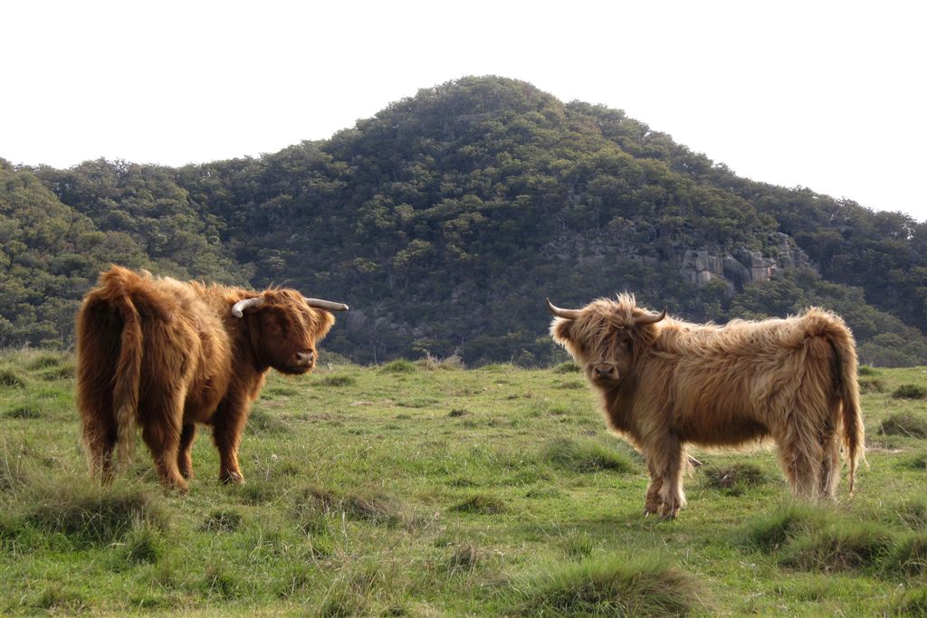 Cow Photo Cards by S Moore Jarman