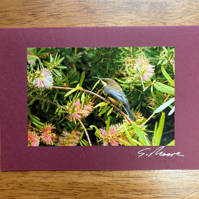 Photo Cards by Local Photographer Susan Jarman