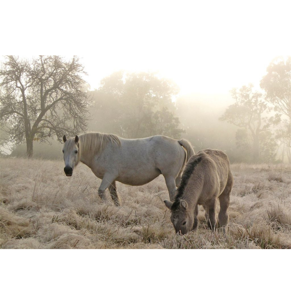 Horse Photo Cards by S Moore Jarman
