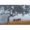 Horse Photo Cards by S Moore Jarman