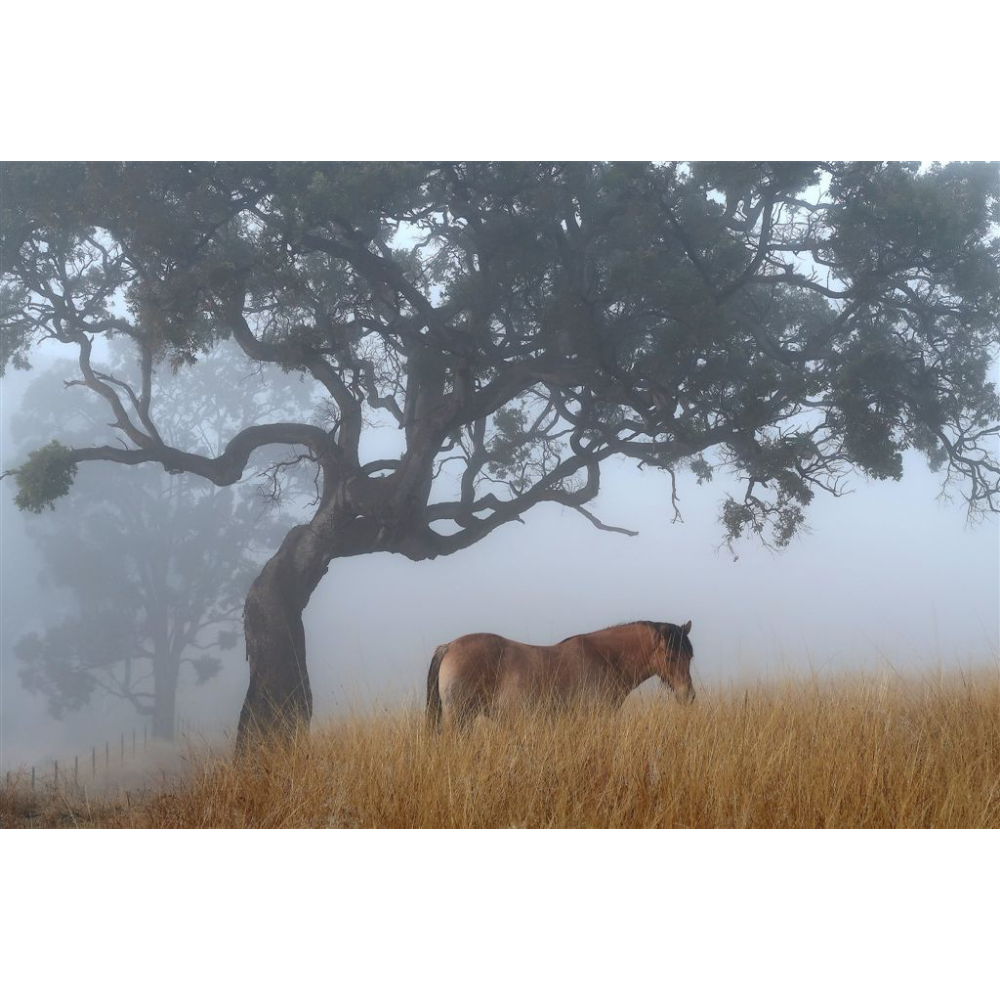 Horse Photo Cards by S Moore Jarman