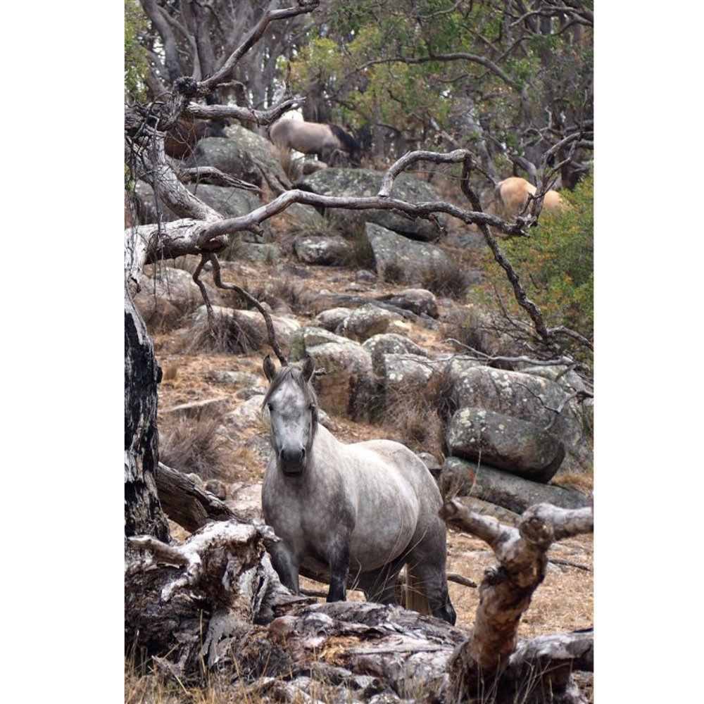 Horse Photo Cards by S Moore Jarman