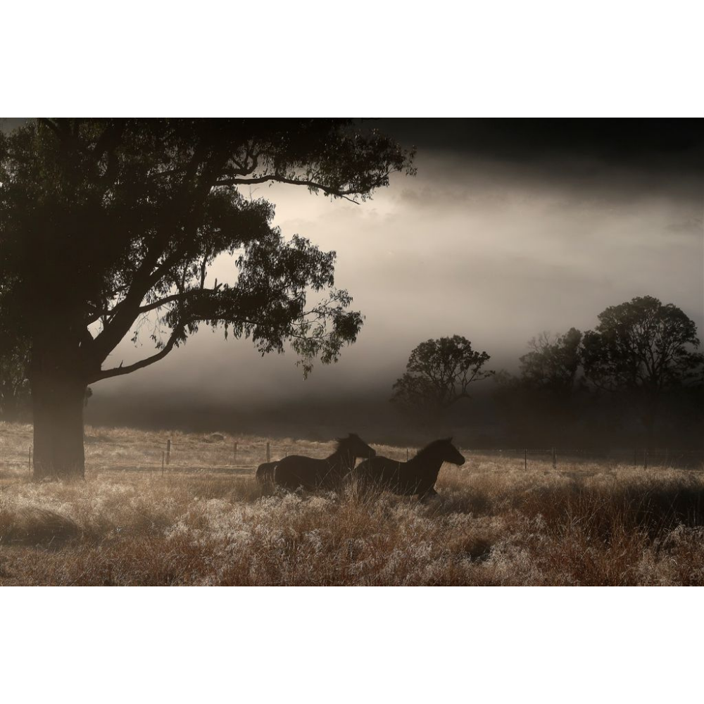 Horse Photo Cards by S Moore Jarman
