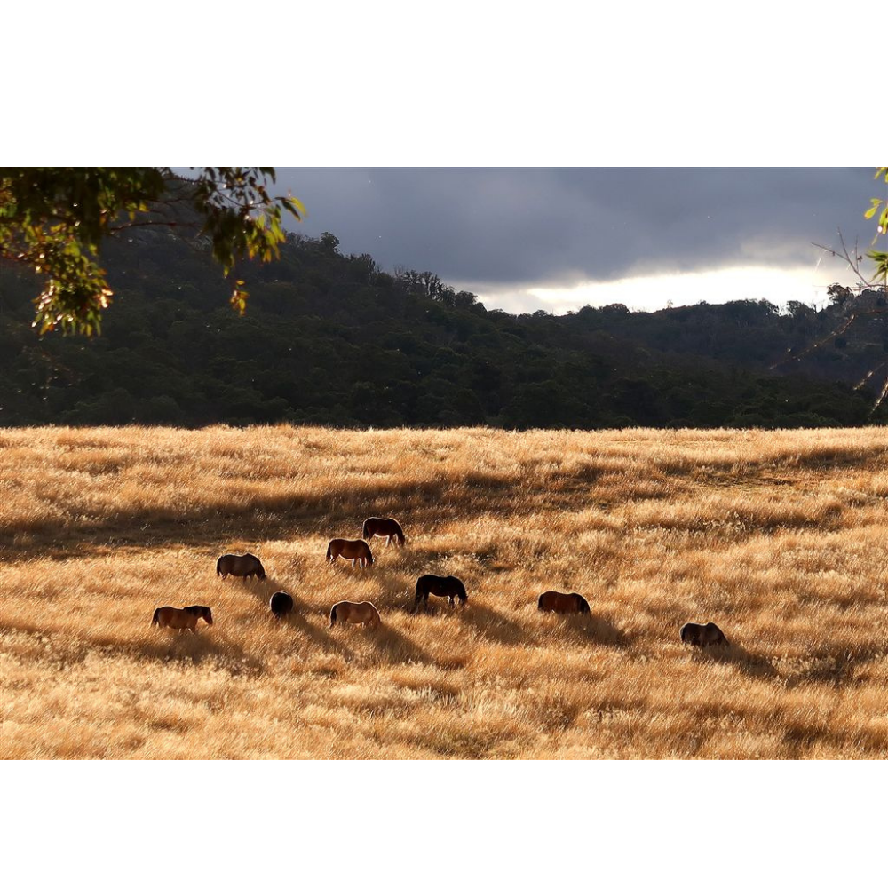 Horse Photo Cards by S Moore Jarman