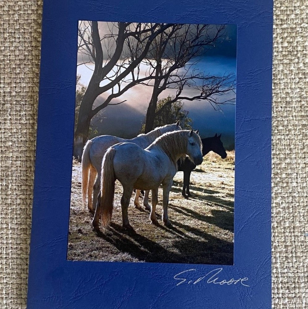 Horse Photo Cards by S Moore Jarman