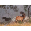 Horse Photo Cards by S Moore Jarman