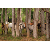 Horse Photo Cards by S Moore Jarman