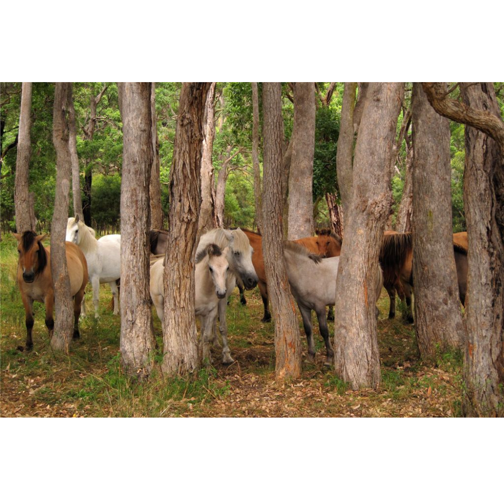 Horse Photo Cards by S Moore Jarman