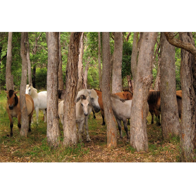 Horse Photo Cards by S Moore Jarman
