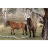 Horse Photo Cards by S Moore Jarman