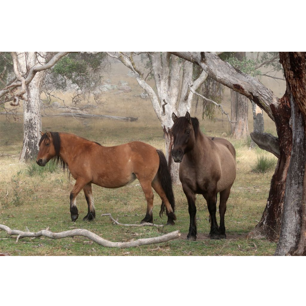 Horse Photo Cards by S Moore Jarman
