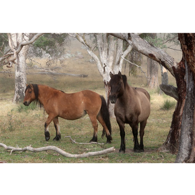 Horse Photo Cards by S Moore Jarman