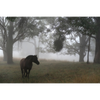Horse Photo Cards by S Moore Jarman