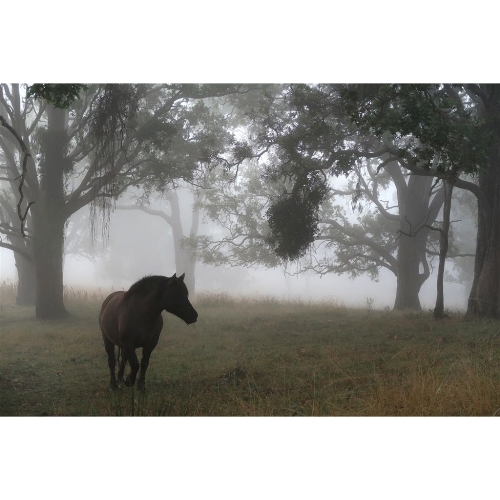 Horse Photo Cards by S Moore Jarman
