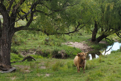 Cow Photo Cards by S Moore Jarman