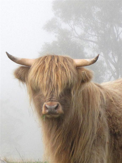 Cow Photo Cards by S Moore Jarman