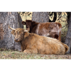 Cow Photo Cards by S Moore Jarman