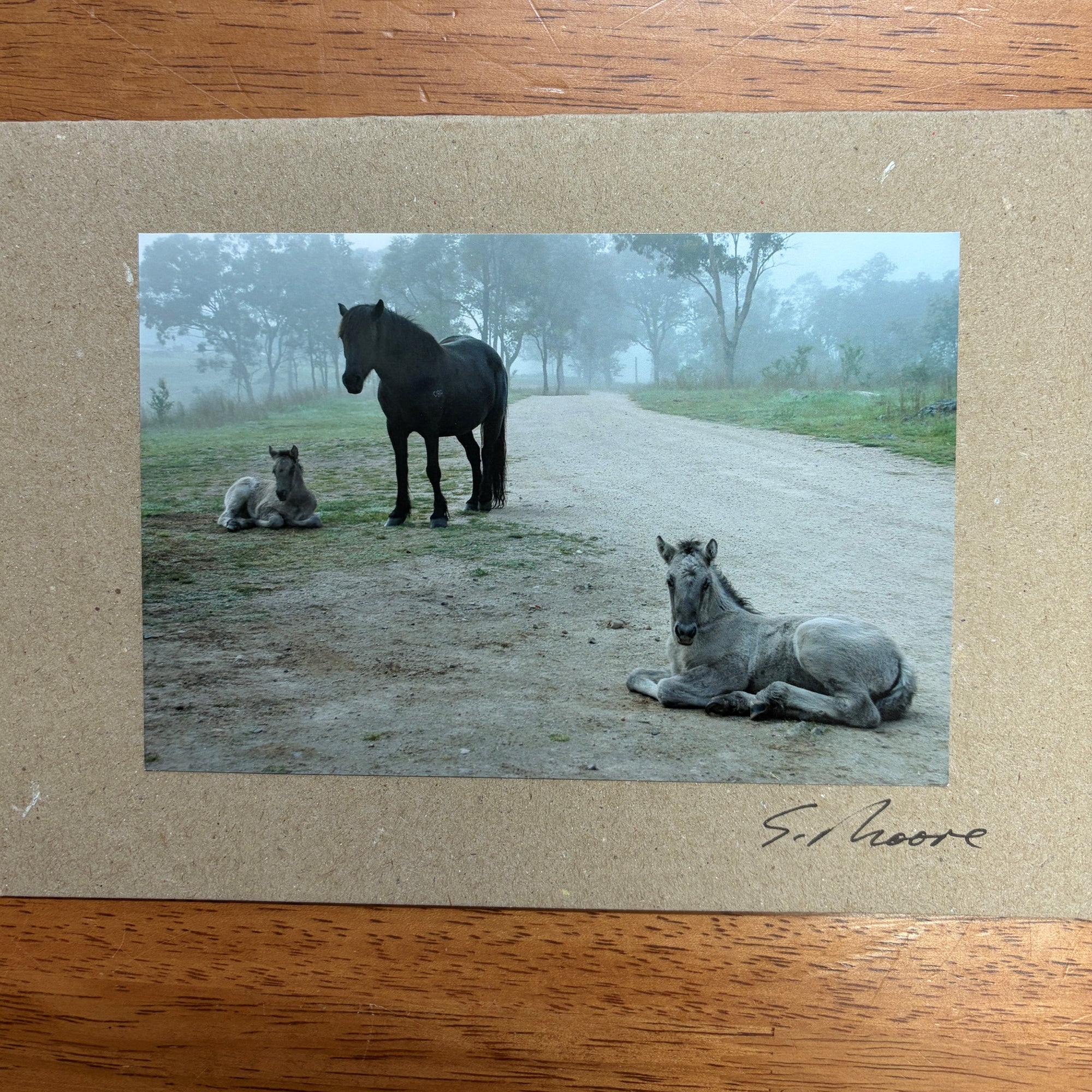Horse Photo Cards by S Moore Jarman