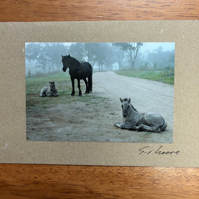 Horse Photo Cards by S Moore Jarman